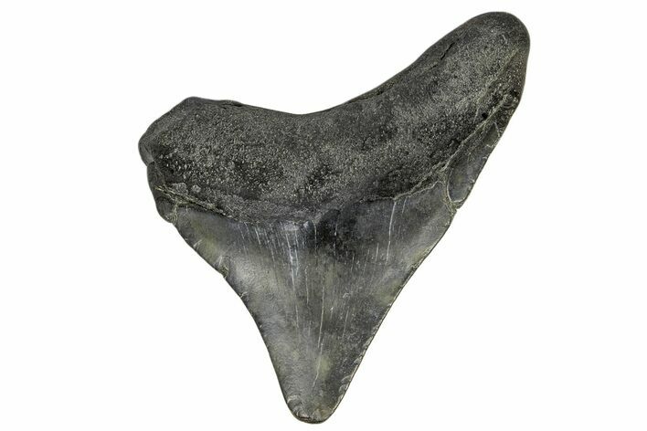 Juvenile Megalodon Tooth - South Carolina #172113